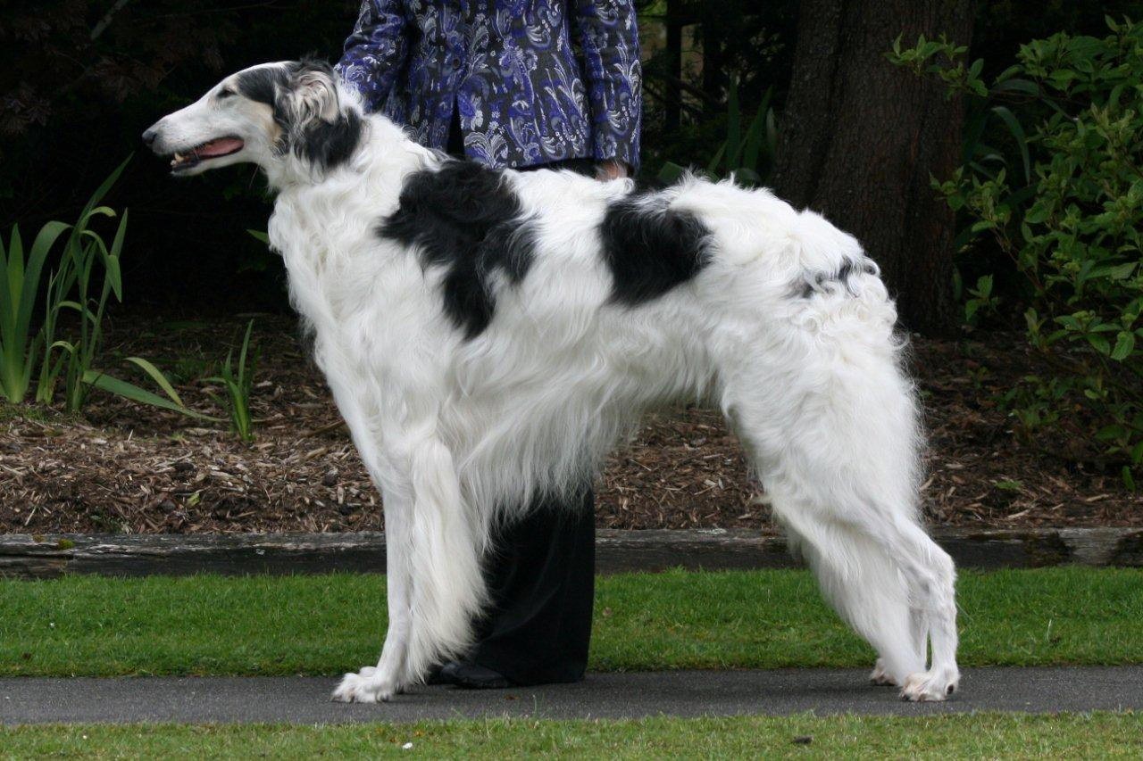 Borzoi (Russian Wolfhound)