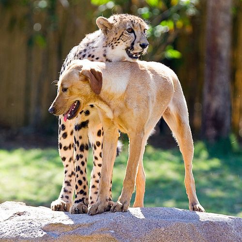 Cats and dogs can actually be pals with dogs