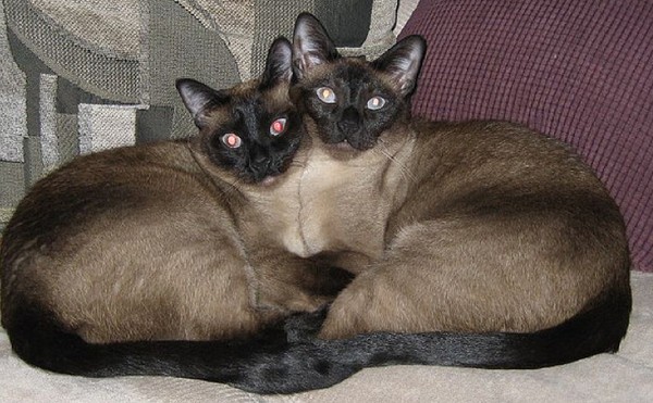 Cross-eyed cats