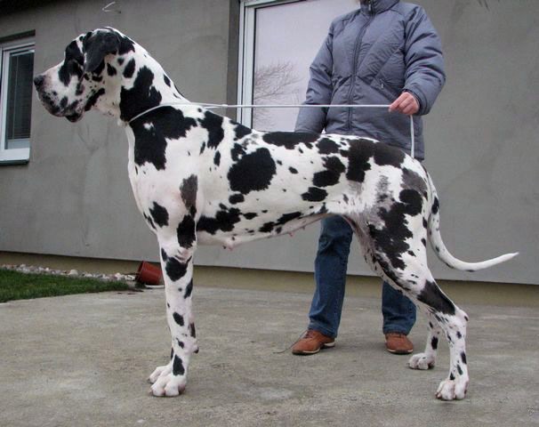 Harlequin Great Dane