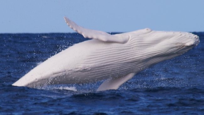 Humpback Whale