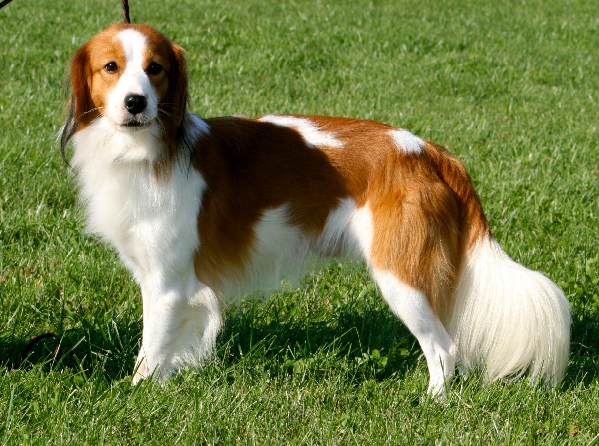 Kooikerhondje