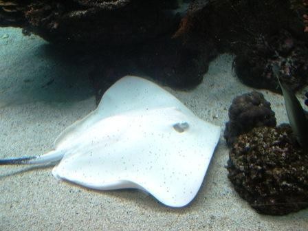 Manta Rays