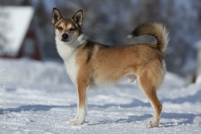 Norwegian Lundehund