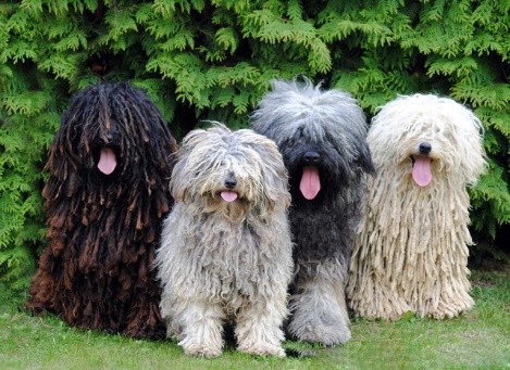 Puli Mop dogs