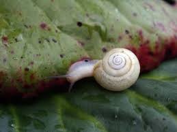 Snail