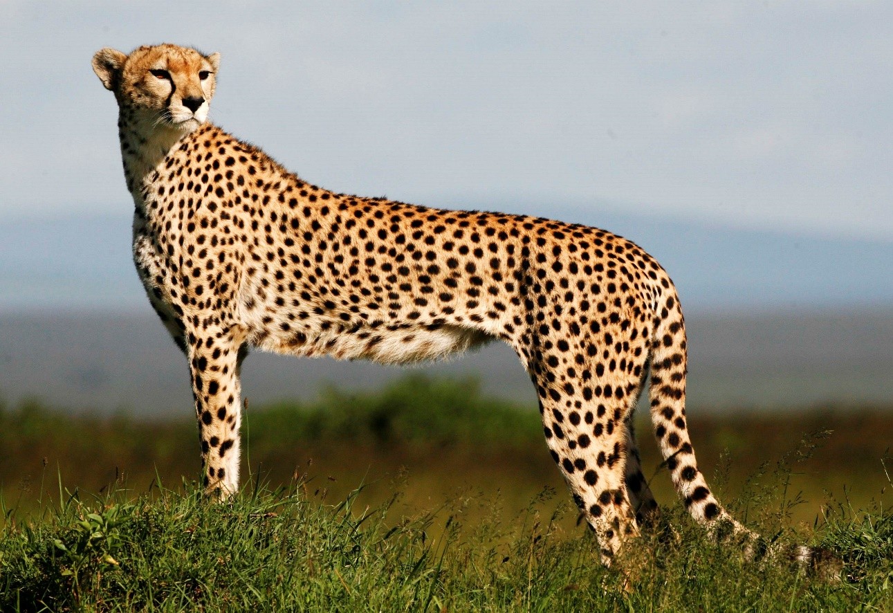 The origin of the name cheetah