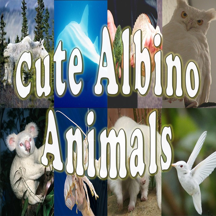 albinism-happen-animals-too-15-cute-albino-animals-proof