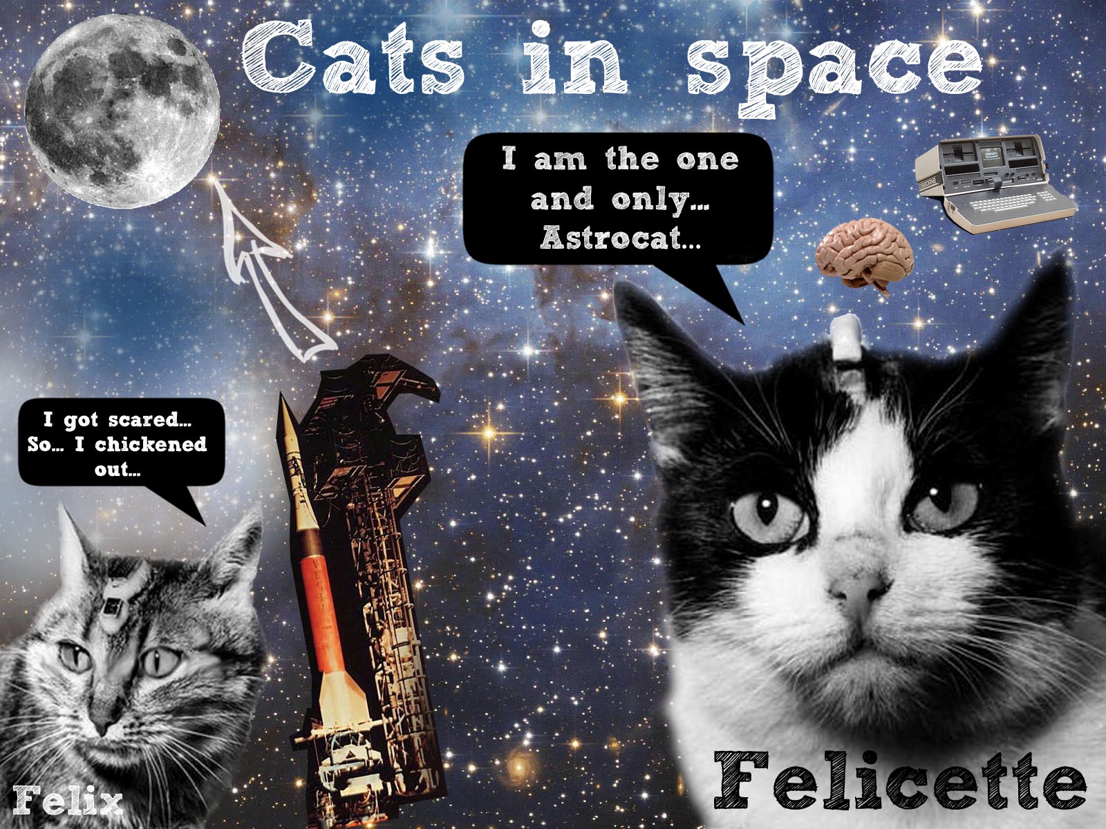 Кошка полетевшая в космос. Кот космонавт Фелисетт. Кошка Фелисетта в космосе. Первая кошка космонавт Фелисетт. Французская кошка Фелисетт.